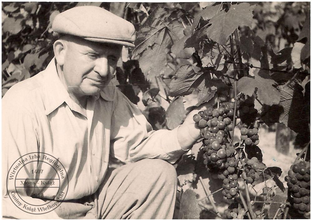 Franciszek Świerkowski w swojej winnicy. Kiełczynek 1972 r.